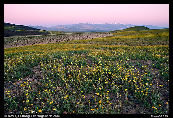 Desert Gold flowers and Panamint Range, Ashford Mill area, sunrise. Death Valley National Park (color)
