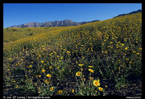 Slopes covered by thick Desert Gold flowers and mountains, Ashford Mill area, early morning. Death Valley National Park, California, USA.