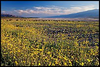 Valley and rare desert blooms, late afternoon. Death Valley National Park ( color)