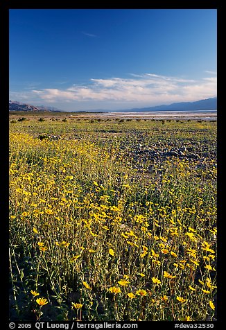 Valley and rare carpet of Desert Gold wildflowers, late afternoon. Death Valley National Park (color)