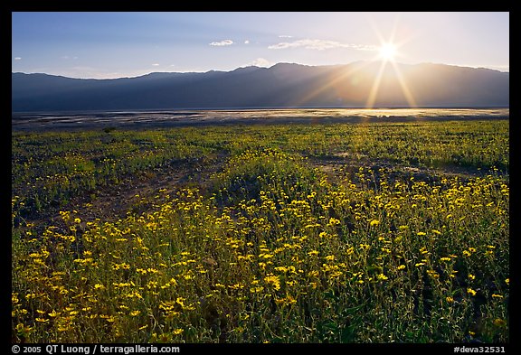 Desert wildflowers and sun, late afternoon. Death Valley National Park (color)