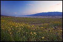 Valley and Desert Gold wildflowers, sunset. Death Valley National Park, California, USA.