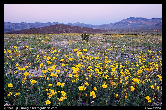 Yellow wildflowers and mountains, dusk. Death Valley National Park (color)
