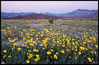 Yellow wildflowers and mountains, dusk. Death Valley National Park, California, USA. (color)