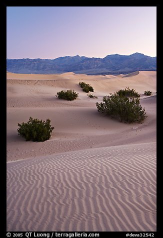 Ripples, mesquite on sand dunes, dawn. Death Valley National Park (color)