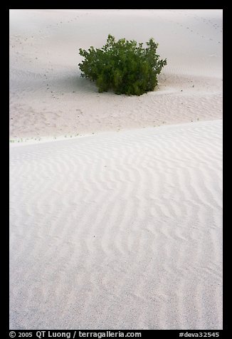 Mesquite bush and sand ripples, dawn. Death Valley National Park (color)
