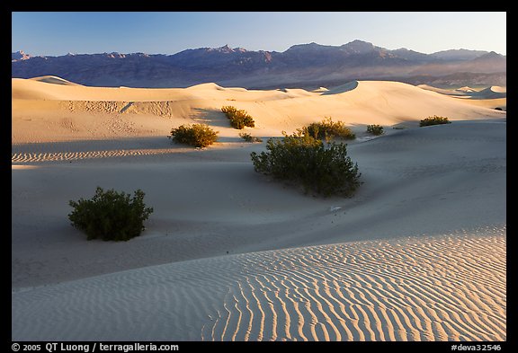 Sand dunes and mesquite bushes, sunrise. Death Valley National Park (color)