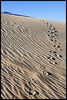 Footprints in the sand. Death Valley National Park, California, USA.