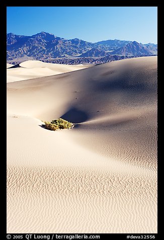 Depression in sand dunes, morning. Death Valley National Park (color)