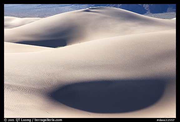 Sensuous forms, Mesquite Sand Dunes, morning. Death Valley National Park (color)