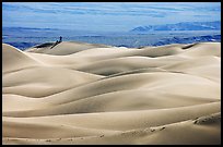 Dune ridges with photographer in the distance, Mesquite Sand Dunes, morning. Death Valley National Park ( color)