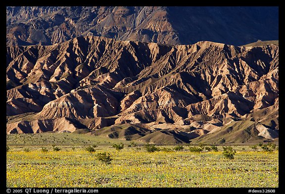 Yellow wildflowers and buttes, late afternoon. Death Valley National Park, California, USA.