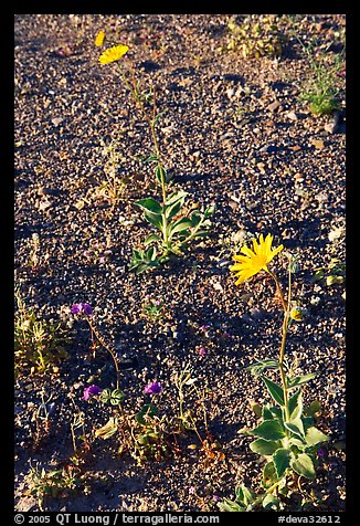 Desert Gold blooming out of desert flat. Death Valley National Park (color)