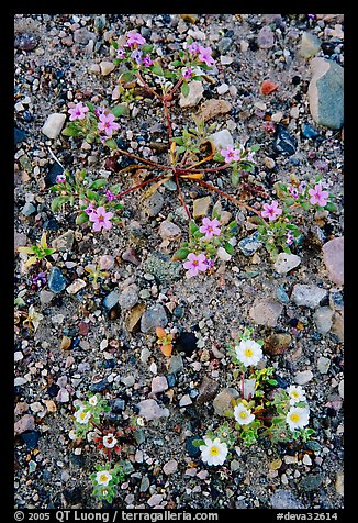 Desert wildflowers. Death Valley National Park (color)