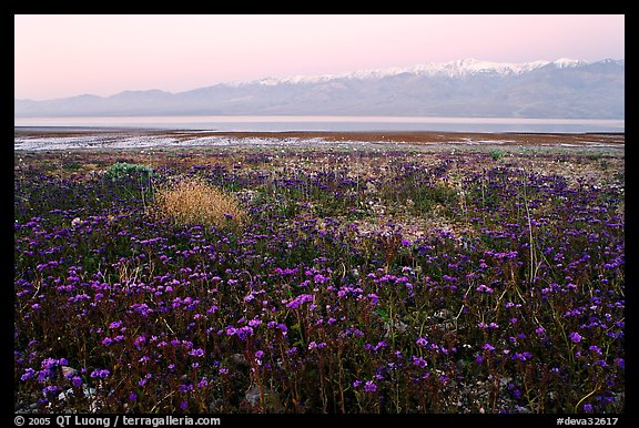 Phacelia and Panamint range at dawn. Death Valley National Park (color)