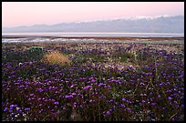 Phacelia and Panamint range at dawn. Death Valley National Park ( color)