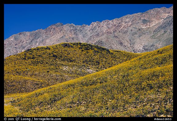 Hills covered with Desert Gold and Smith Mountains, morning. Death Valley National Park (color)