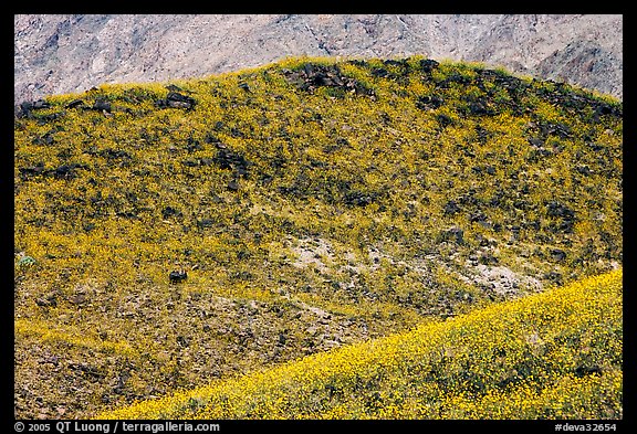 Hills covered with rare carpet of yellow wildflowers. Death Valley National Park, California, USA.