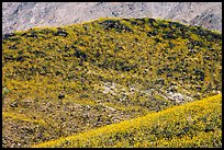 Hills covered with rare carpet of yellow wildflowers. Death Valley National Park ( color)
