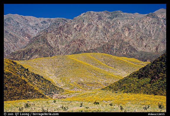 Hills covered with yellow blooms and Smith Mountains, morning. Death Valley National Park (color)