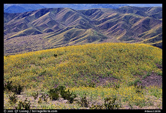 Butte and Owlshead Mountains, dotted with wildflowers. Death Valley National Park (color)