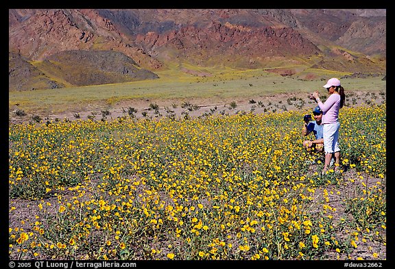 Couple videotaping and photographing in a field of Desert Gold near Ashford Mill. Death Valley National Park (color)
