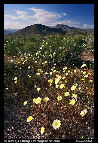 Desert Dandelion flowers above Jubilee Pass, afternoon. Death Valley National Park (color)