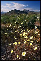 Desert Dandelion flowers above Jubilee Pass, afternoon. Death Valley National Park, California, USA.