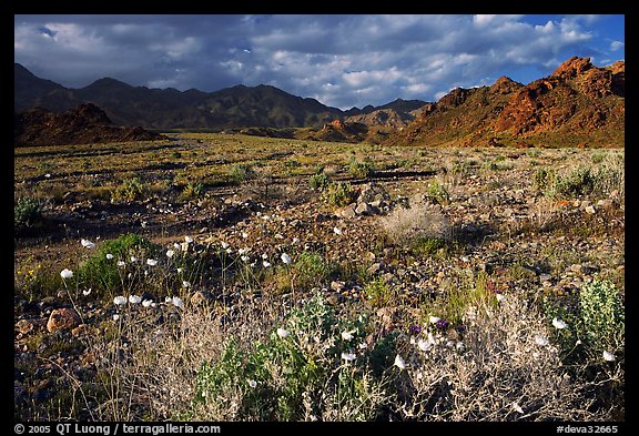 Gravel Ghost wildflowers and Black Mountains below Jubilee Pass, late afternoon. Death Valley National Park (color)