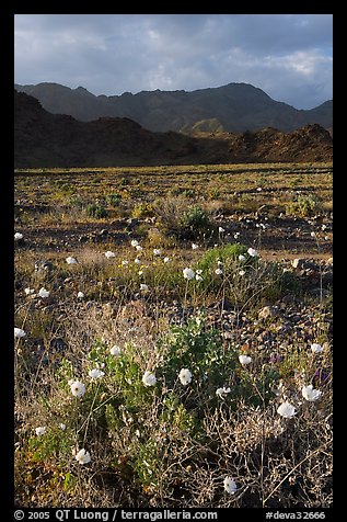 Desert with Gravel Ghost wildflowers and Black Mountains. Death Valley National Park (color)