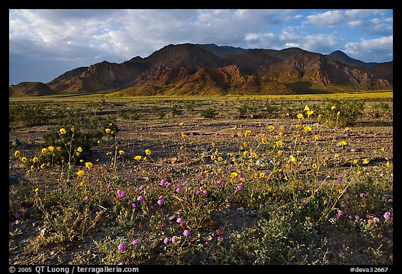 Wildflowers and Black Mountains below Jubilee Pass, late afternoon. Death Valley National Park (color)