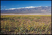 Desert Gold and snowy Panamint Range, morning. Death Valley National Park ( color)