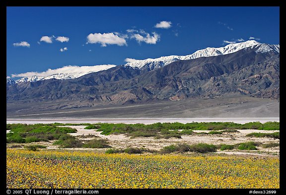 Yellow blooms, creek, and Panamint Range, morning. Death Valley National Park, California, USA.