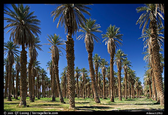 Palm trees in Furnace Creek Oasis. Death Valley National Park (color)