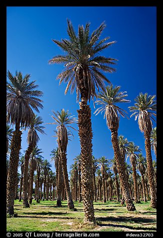 Date Palms in Furnace Creek Oasis. Death Valley National Park (color)
