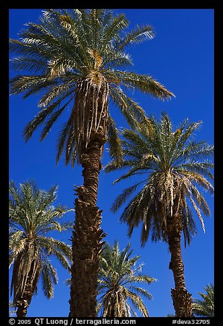 Date palm trees in Furnace Creek Oasis. Death Valley National Park, California, USA.