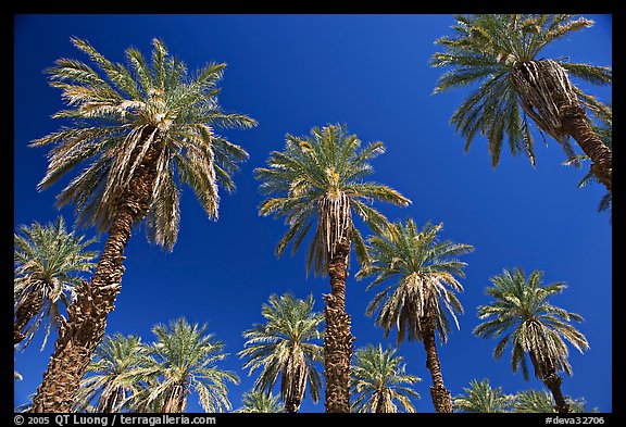 Date trees in Furnace Creek Oasis. Death Valley National Park (color)