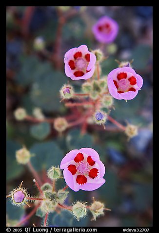 Close-up of Desert Five Spot flowers. Death Valley National Park (color)