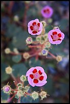 Close-up of Desert Five Spot flowers. Death Valley National Park ( color)