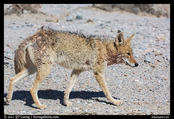 Coyote walking. Death Valley National Park (color)