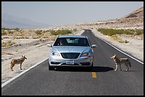 Habituated coyotes standing on road next to car. Death Valley National Park ( color)