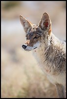 Coyote portrait. Death Valley National Park ( color)