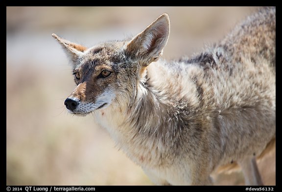 Coyote. Death Valley National Park (color)