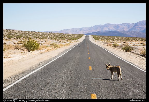 Coyote standing on desert road. Death Valley National Park (color)