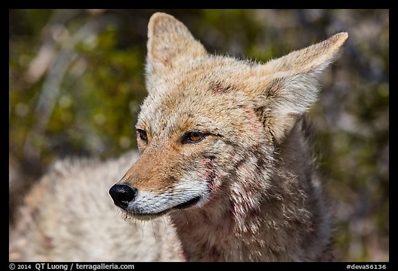 Close-up of coyote. Death Valley National Park (color)