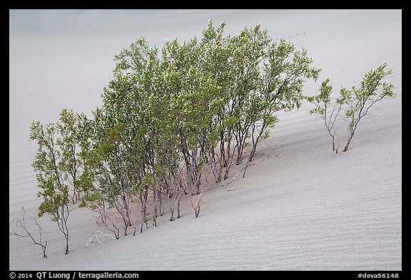 Mesquite growing in sand. Death Valley National Park (color)