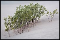 Mesquite growing in sand. Death Valley National Park ( color)