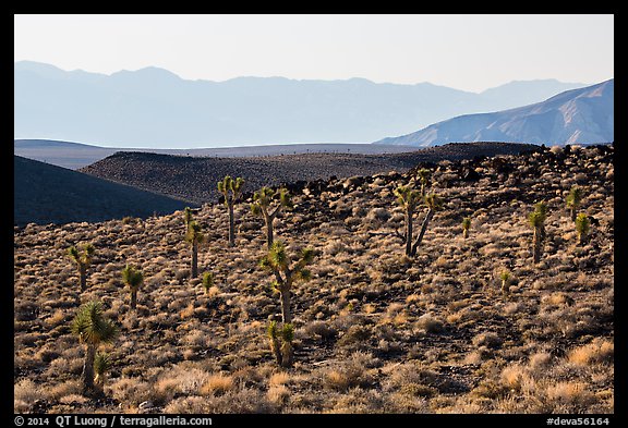 High desert environment with Joshua Trees. Death Valley National Park (color)