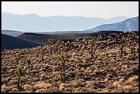 High desert environment with Joshua Trees. Death Valley National Park ( color)