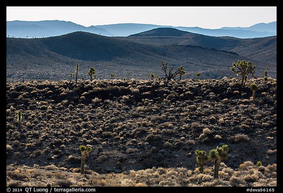 Joshua trees on ridges. Death Valley National Park (color)